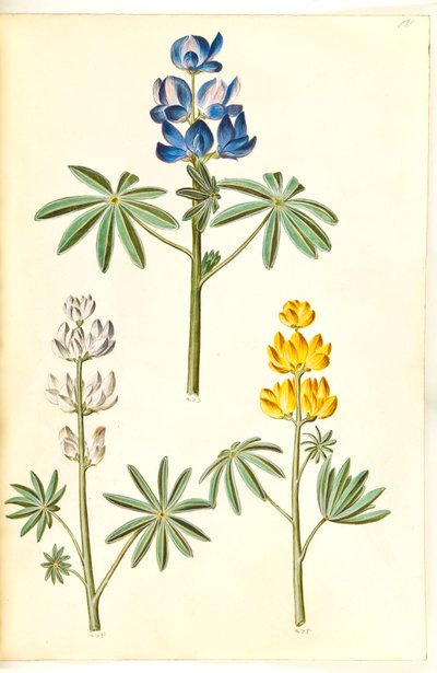 Lupinus pilosus (blauwe lupine); Lupinus albus (witte lupine); Lupinus luteus (gele lupine) door Hans Simon Holtzbecker