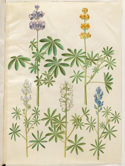 Lupinus pilosus (blauwe lupine); Lupinus luteus (gele lupine); Lupinus angustifolius (smalbladige lupine); Lupinus albus (witte lupine) door Hans Simon Holtzbecker