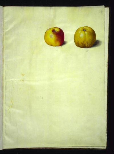 Malus domestica (gewone appel) door Hans Simon Holtzbecker