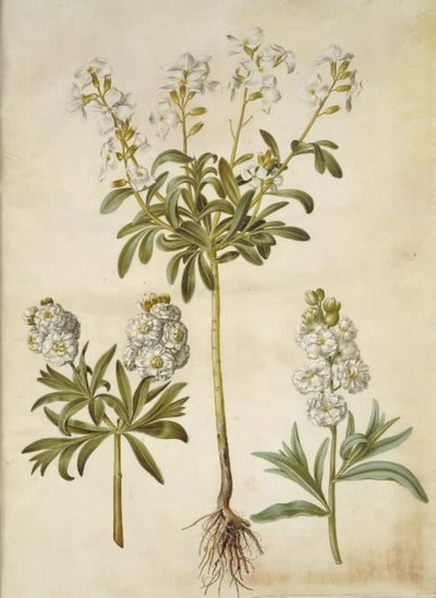 Matthiola incana (winter-violier) door Hans Simon Holtzbecker