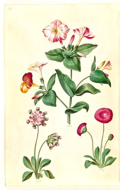 Mirabilis jalapa (wonderbloem); Bellis perennis (gewone madelief) door Hans Simon Holtzbecker