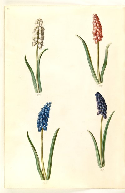 Muscari botryoides (gewone druifhyacint) door Hans Simon Holtzbecker