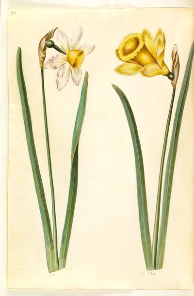 Narcissus ×incomparabilis (tuinnarcis); Narcissus pseudonarcissus (paaslelie) door Hans Simon Holtzbecker