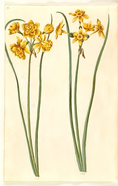 Narcissus jonquilla (siv-narcis) door Hans Simon Holtzbecker