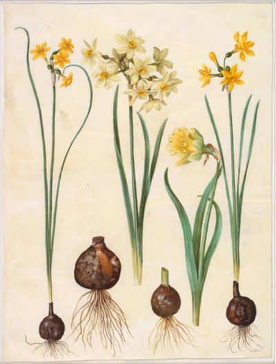 Narcissus jonquilla (jonquille narcis); Narcissus tazetta aureus (gouden tazet); Narcissus pseudonarcissus bicolor (tweekleurige paaslelie) door Hans Simon Holtzbecker