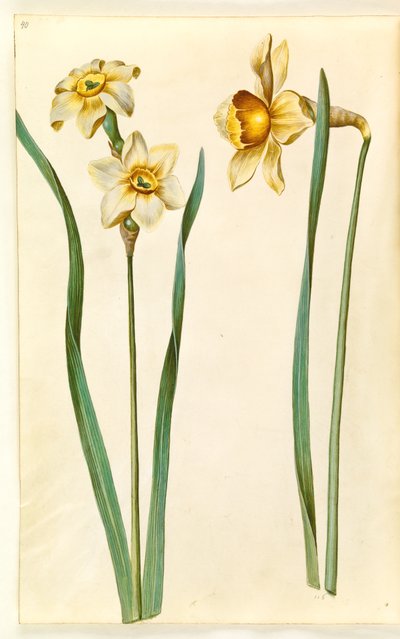 Narcissus ×medioluteus (tweebloemige narcis); Narcissus ×incomparabilis (tuinnarcis) door Hans Simon Holtzbecker