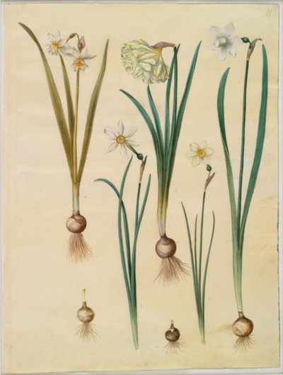 Narcissus ×medioluteus (tweebloemige narcis); Narcissus pseudonarcissus; Narcissus (narcis); Narcissus poeticus (witte narcis); Narcissus ×tenuior door Hans Simon Holtzbecker