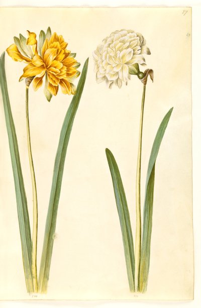 Narcissus pseudonarcissus (paaslelie) door Hans Simon Holtzbecker