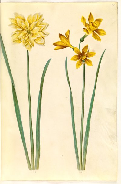 Narcissus pseudonarcissus (paaslelie); Narcissus tazetta aureus (gouden tazet) door Hans Simon Holtzbecker