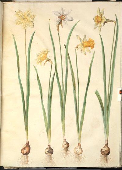Narcissus pseudonarcissus; Narcissus poeticus (wilde narcis); Narcissus ×incomparabilis (tuinnarcis) door Hans Simon Holtzbecker