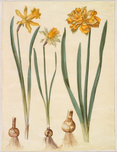 Narcissus pseudonarcissus major (grote narcis); Narcissus pseudonarcissus bicolor (tweekleurige narcis); Narcissus pseudonarcissus door Hans Simon Holtzbecker