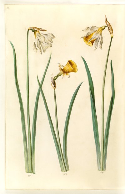 Narcissus pseudonarcissus moschatus (muskusnarcis); Narcissus bulbocodium (krinolinenarcis); Narcissus pseudonarcissus (paaslelie) door Hans Simon Holtzbecker