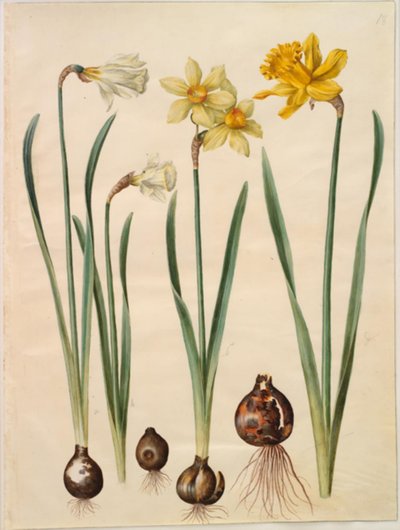 Narcissus pseudonarcissus moschatus (muskusnarcis); Narcissus ×medioluteus (tweebloemige narcis); Narcissus pseudonarcissus major (grote paaslelie) door Hans Simon Holtzbecker