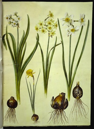 Narcissus tazetta; Narcissus ×medioluteus; Narcissus bulbocodium door Hans Simon Holtzbecker