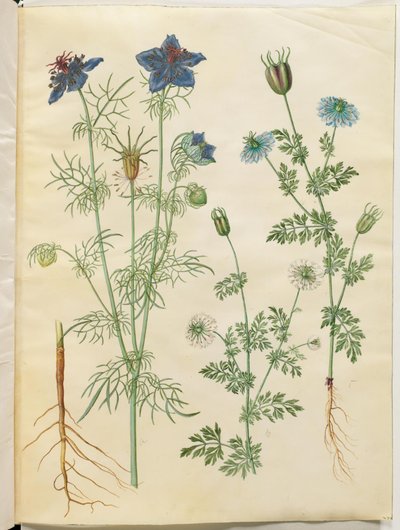 Nigella hispanica (duiveltje-in-het-bos); Nigella sativa (zwarte komijn) door Hans Simon Holtzbecker