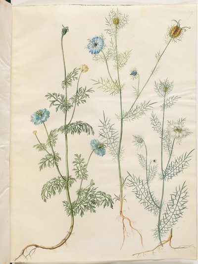 Nigella sativa (zwarte komijn); Nigella damascena (juffertje-in-het-groen) door Hans Simon Holtzbecker