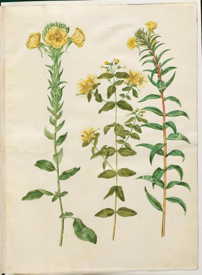 Oenothera biennis (tweejarige teunisbloem); Hypericum hircinum (stinkende hertshooi); Oenothera rubricaulis (roodvruchtige teunisbloem) door Hans Simon Holtzbecker