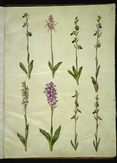 Ophrys apifera of Ophrys sphegodes (bijenorchis of vroege spinnenorchis); "Orchis simia" (fantasieorchis); Ophrys apifera (bijenorchis); Orchis (orchidee); Orchis militaris (soldatenorchis); Ophrys insectifera (vliegenorchis) door Hans Simon Holtzbecker