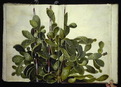 Opuntia ficus-indica, Opuntia humifusa of Opuntia monacantha (soort vijgencactus) door Hans Simon Holtzbecker