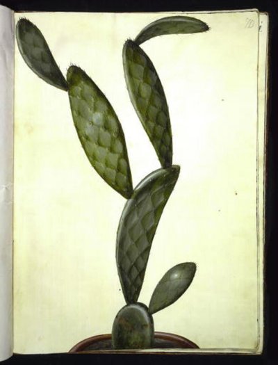 Opuntia monacantha (omringde vijgencactus) door Hans Simon Holtzbecker