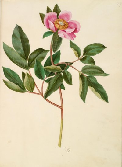 Paeonia mascula (grootbladige pioen) door Hans Simon Holtzbecker