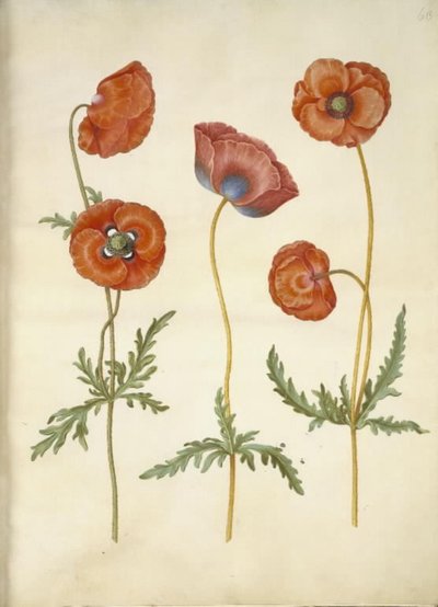 Papaver rhoeas (klaproos) door Hans Simon Holtzbecker