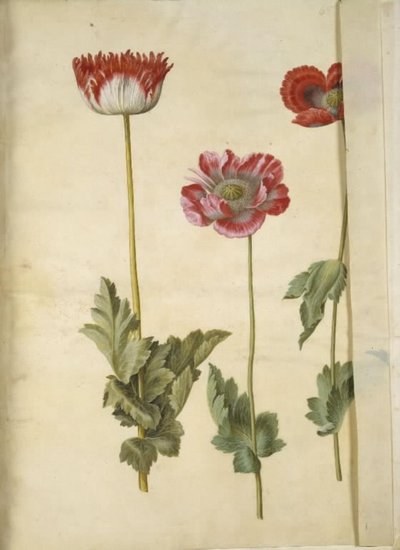Papaver somniferum (opium-papaver) door Hans Simon Holtzbecker