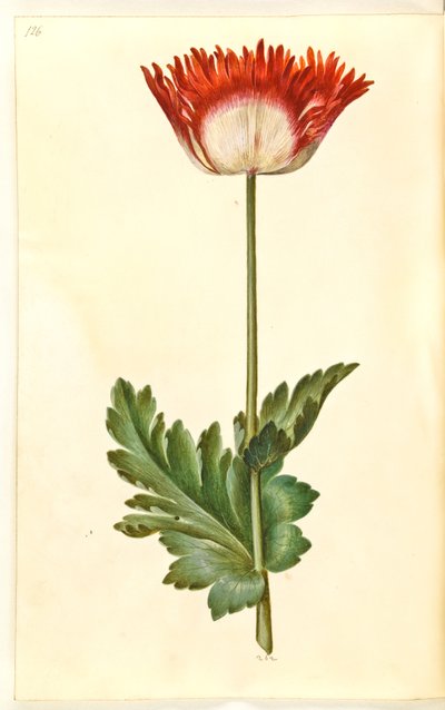 Papaver somniferum (opiumklaproos) door Hans Simon Holtzbecker