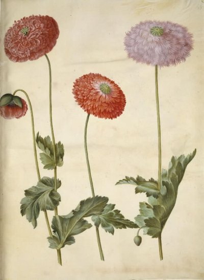 Papaver somniferum (opium-papaver) door Hans Simon Holtzbecker