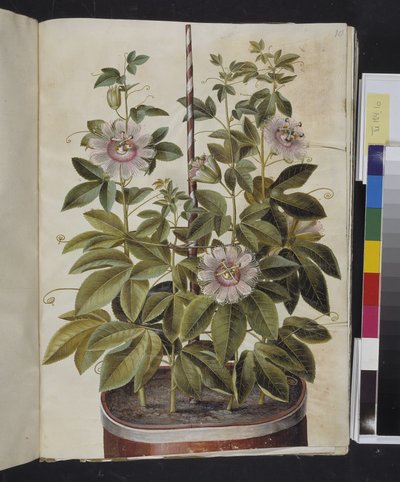 Passiflora incarnata (passiebloem) door Hans Simon Holtzbecker