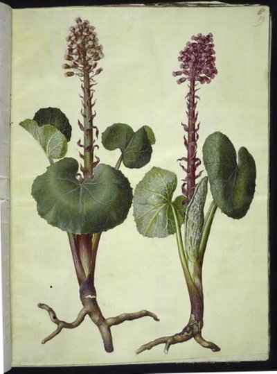 Petasites hybridus (rode hoefblad) door Hans Simon Holtzbecker