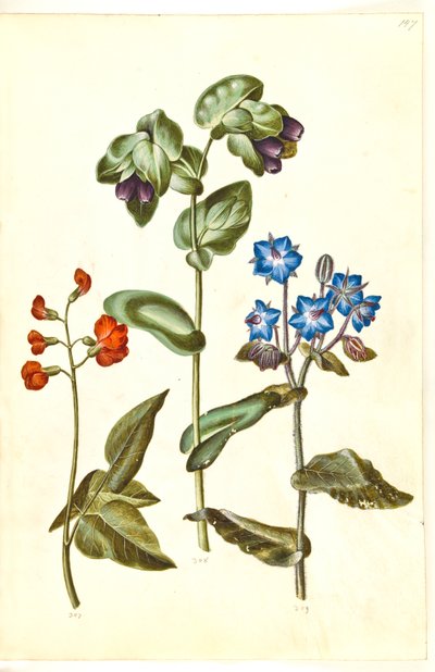 Phaseolus coccineus (pronkboon); Cerinthe major (grote waskruid); Borago officinalis (komkommerkruid) door Hans Simon Holtzbecker