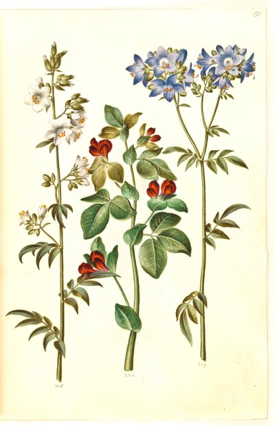 Polemonium caeruleum (gewone jakobsladder); Lotus tetragonolobus (asperge-erwt) door Hans Simon Holtzbecker