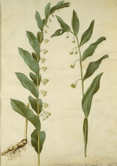 Polygonatum multiflorum (grote salomonszegel); Polygonatum odoratum (hoekige salomonszegel) door Hans Simon Holtzbecker