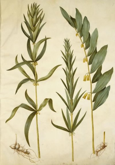 Polygonatum verticillatum (Kranslelie); Polygonatum multiflorum (Grote Lelie) door Hans Simon Holtzbecker
