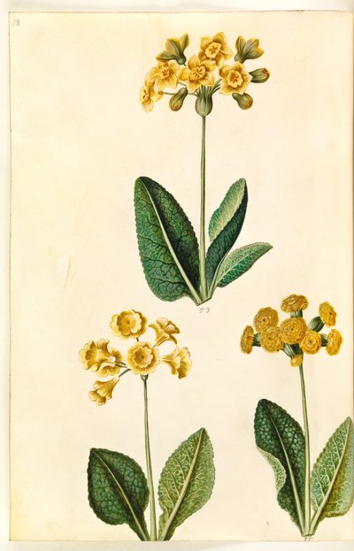 Primula ×polyantha (?); Primula veris (?) door Hans Simon Holtzbecker