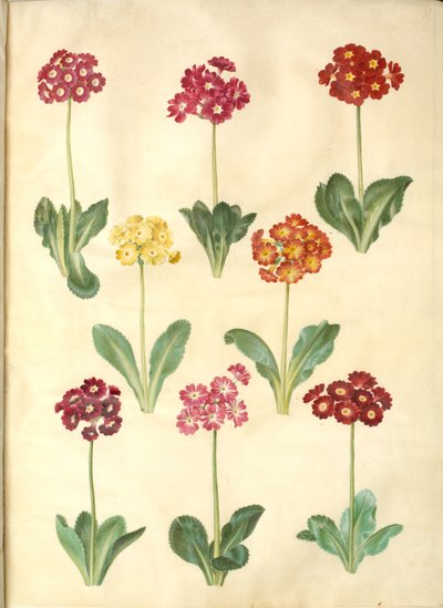 Primula ×pubescens (tuin-aurikel) door Hans Simon Holtzbecker