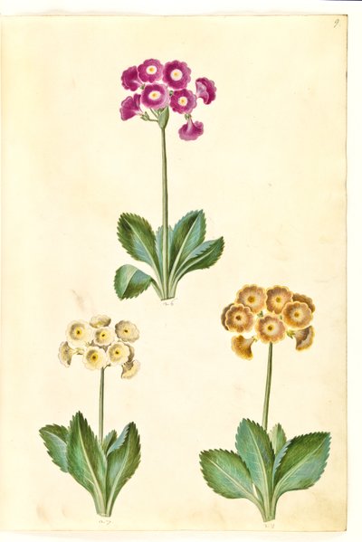 Primula ×pubescens (tuin-aurikel) door Hans Simon Holtzbecker