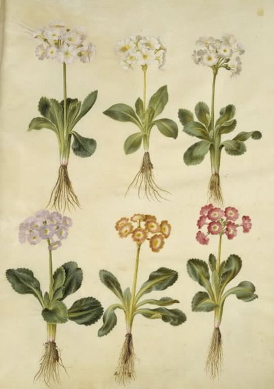 Primula ×pubescens (tuin-aurikel) door Hans Simon Holtzbecker