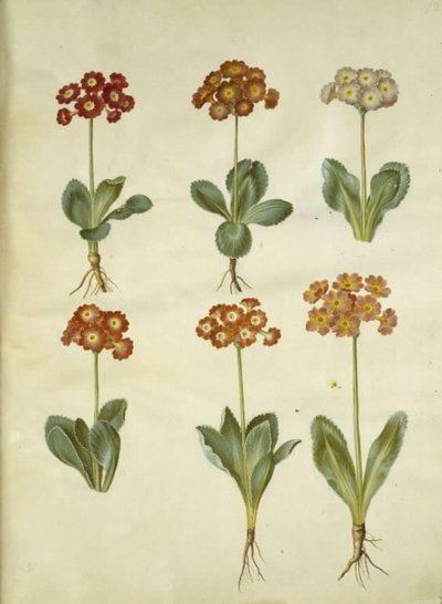Primula ×pubescens (tuin-aurikel) door Hans Simon Holtzbecker