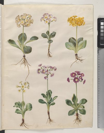Primula ×pubescens Wulfen (tuin-aurikel) door Hans Simon Holtzbecker
