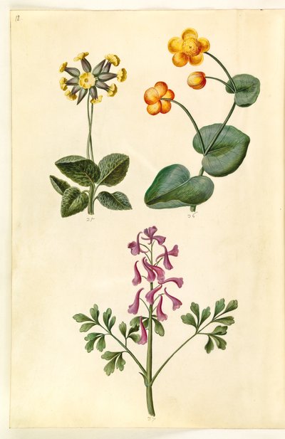 Primula veris (holwortel); Caltha palustris (moerasboterbloem); Corydalis cava (holwortel) door Hans Simon Holtzbecker