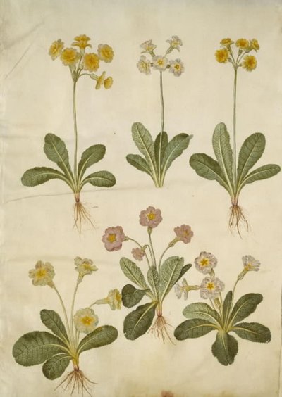 Primula veris (hybride van holkranssleutelbloem); Primula vulgaris (hybride van grootbloemige sleutelbloem) door Hans Simon Holtzbecker