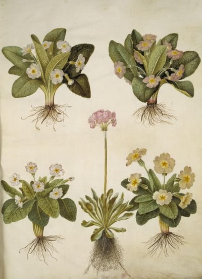 Primula vulgaris (hybride van grootbloemige sleutelbloem); Primula farinosa (meelbloemige sleutelbloem) door Hans Simon Holtzbecker