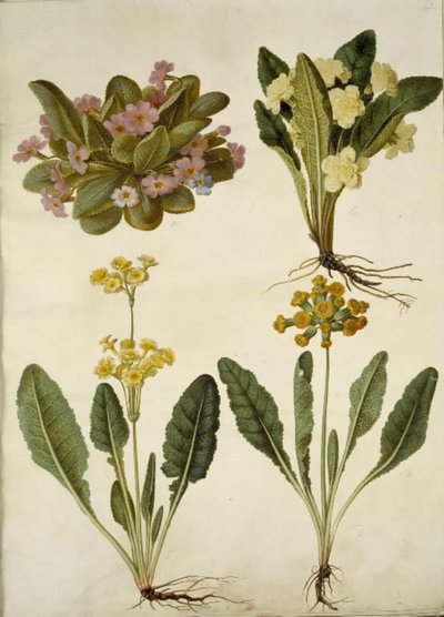 Primula vulgaris; Primula vulgaris (hybride van grootbloemige sleutelbloem); Primula veris (hybride van holkranssleutelbloem) door Hans Simon Holtzbecker