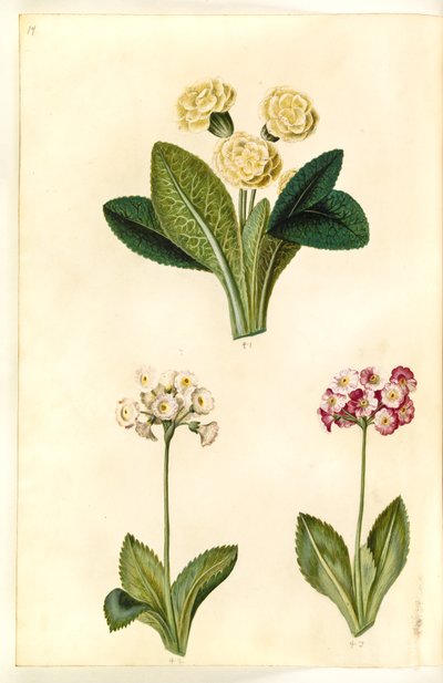 Primula vulgaris (grote sleutelbloem); Primula ×pubescens (tuin-aurikel) door Hans Simon Holtzbecker
