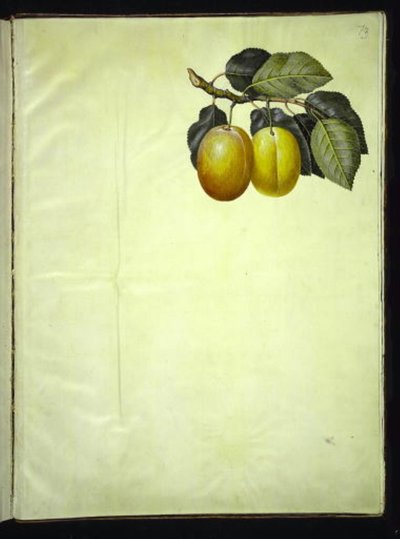 Prunus domestica (pruim) door Hans Simon Holtzbecker