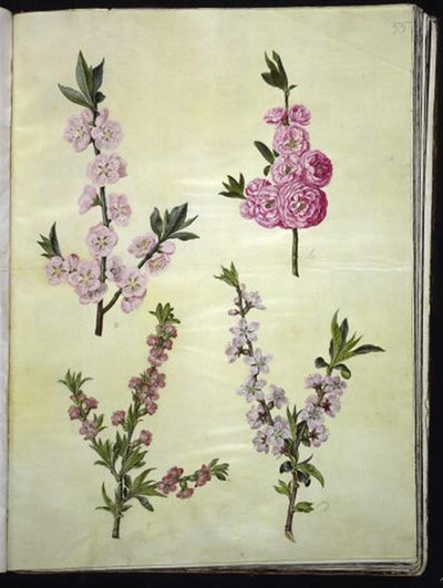 Prunus dulcis (amandel); Prunus persica (perzik) door Hans Simon Holtzbecker