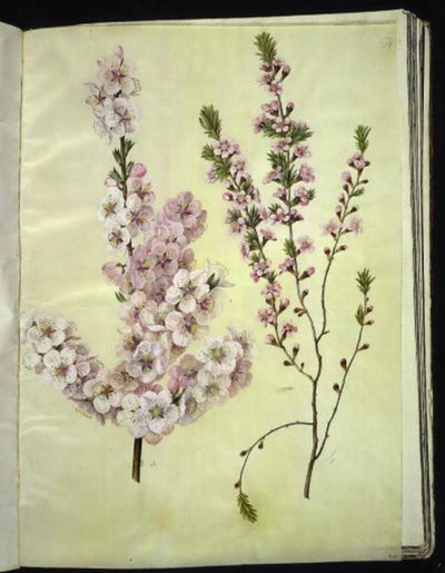 Prunus dulcis (amandel); Prunus tenella (dwergamandel) door Hans Simon Holtzbecker