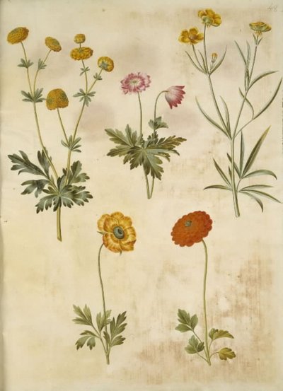 Ranunculus acris (scherpe boterbloem); Anemone nemorosa (bosanemoon); Ranunculus illyricus (steppeboterbloem); Ranunculus asiaticus (tuinboterbloem) door Hans Simon Holtzbecker